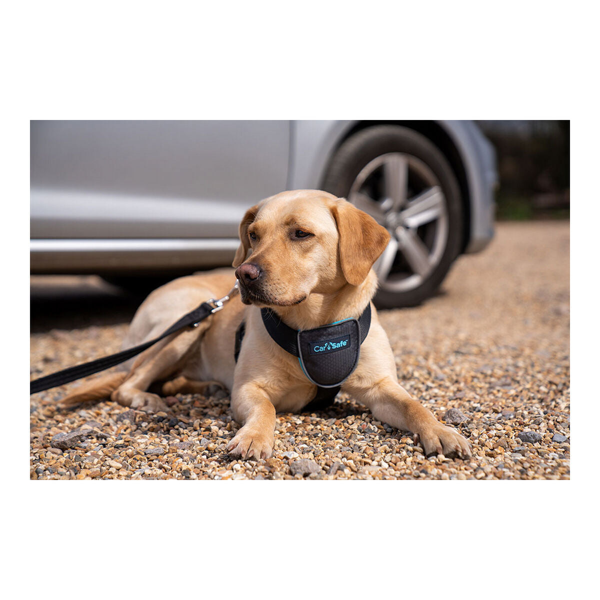 Arnês para Cães Company of Animals CarSafe Preto Tamanho S - EcoNest