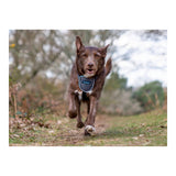 Arnês para Cães Company of Animals CarSafe Preto Tamanho M - EcoNest