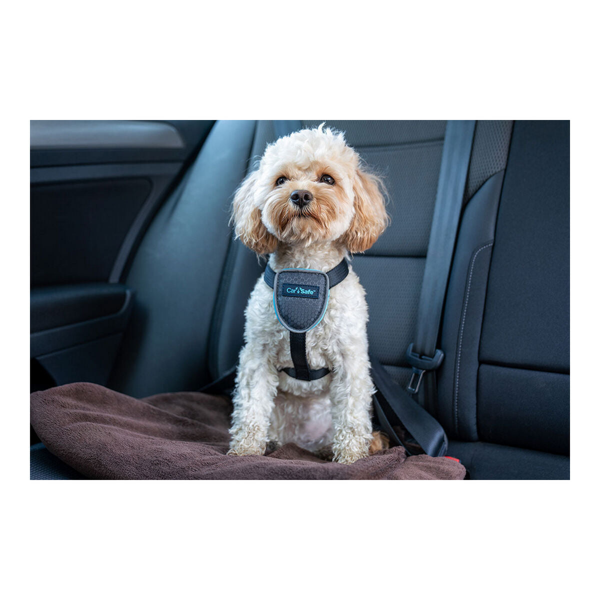 Arnês para Cães Company of Animals CarSafe Preto Tamanho M - EcoNest