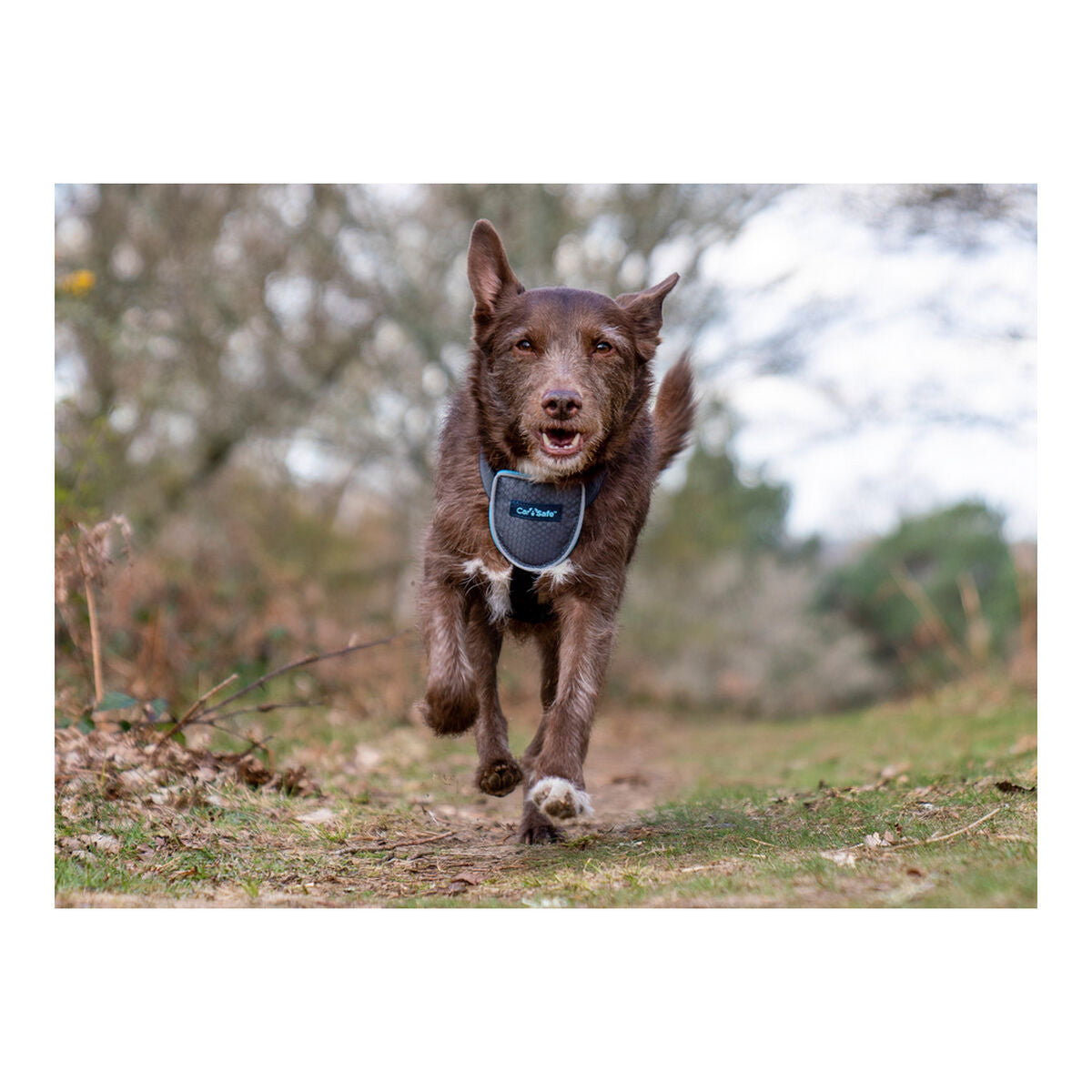 Arnês para Cães Company of Animals CarSafe Preto L - EcoNest